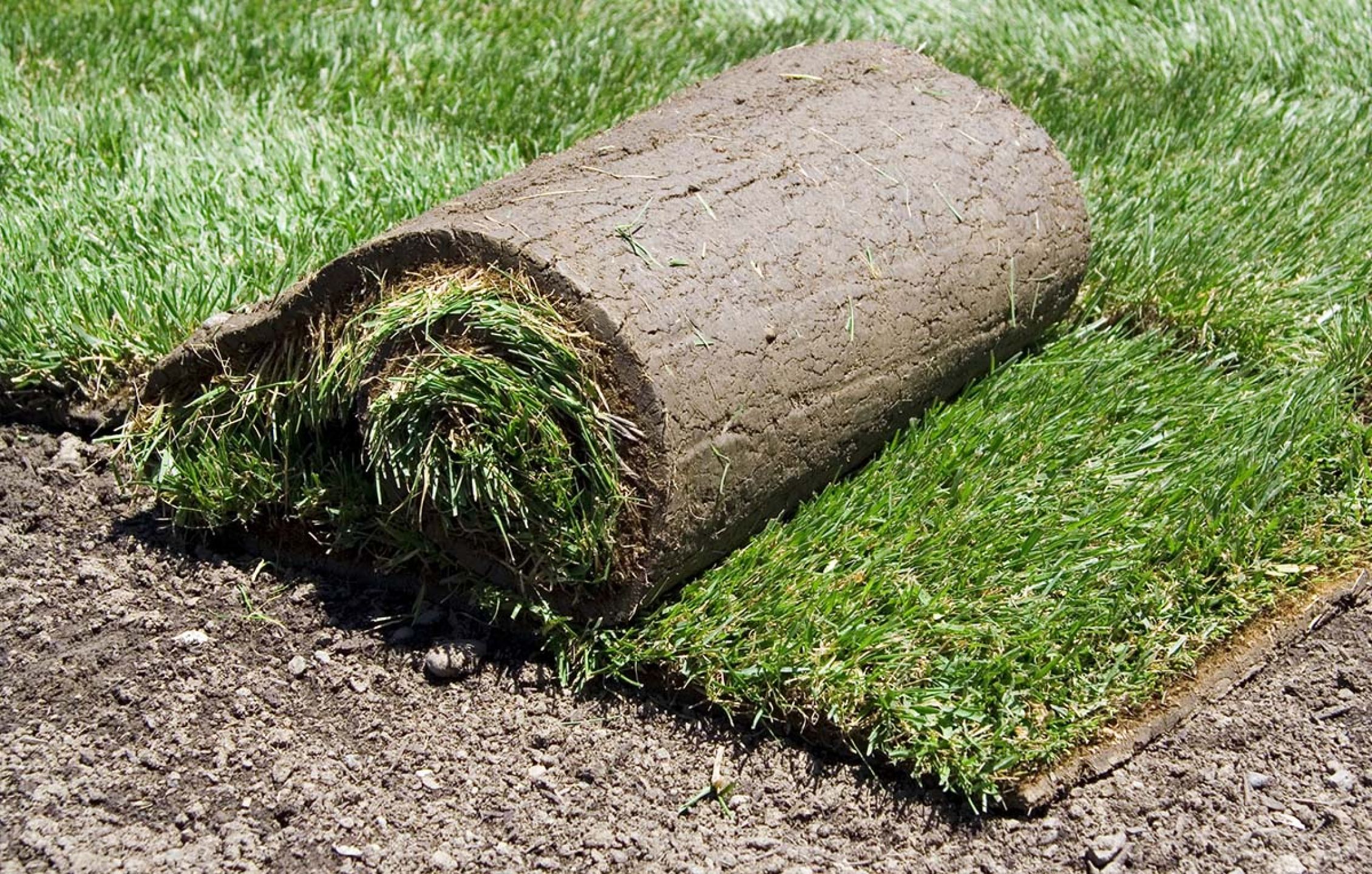 roll of sod